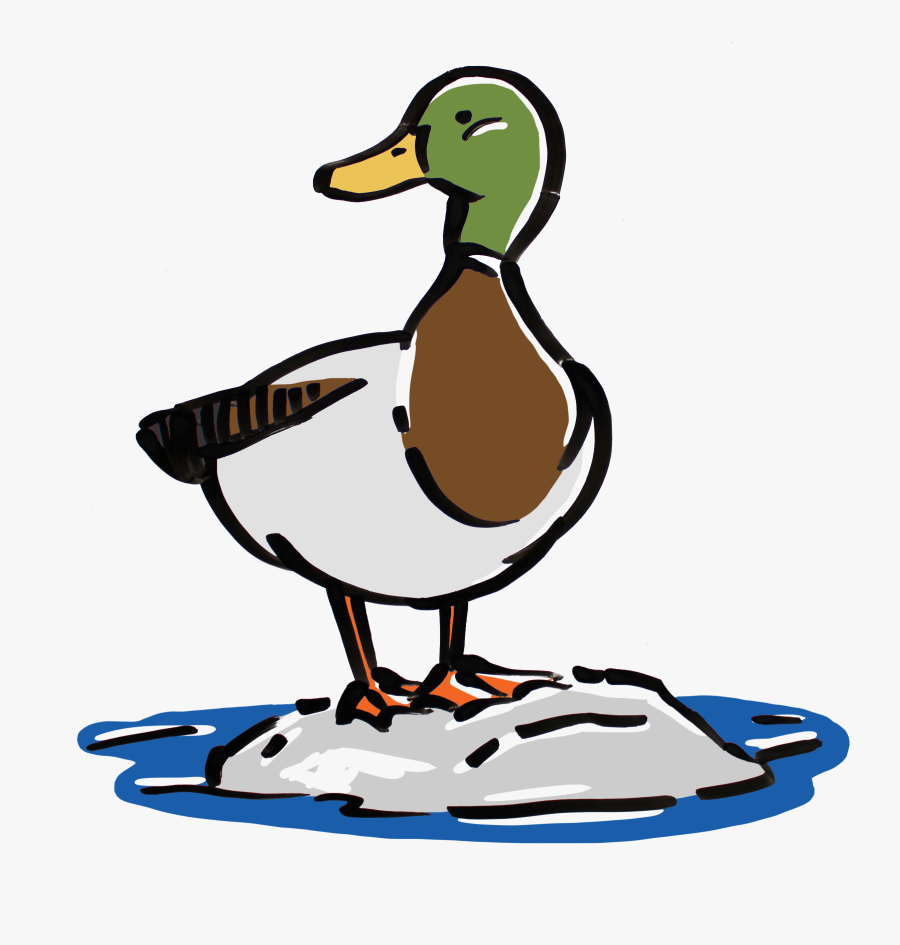 Waterfowl Save The Boundary Waters Animation Whiteboard - Mallard, Transparent Clipart
