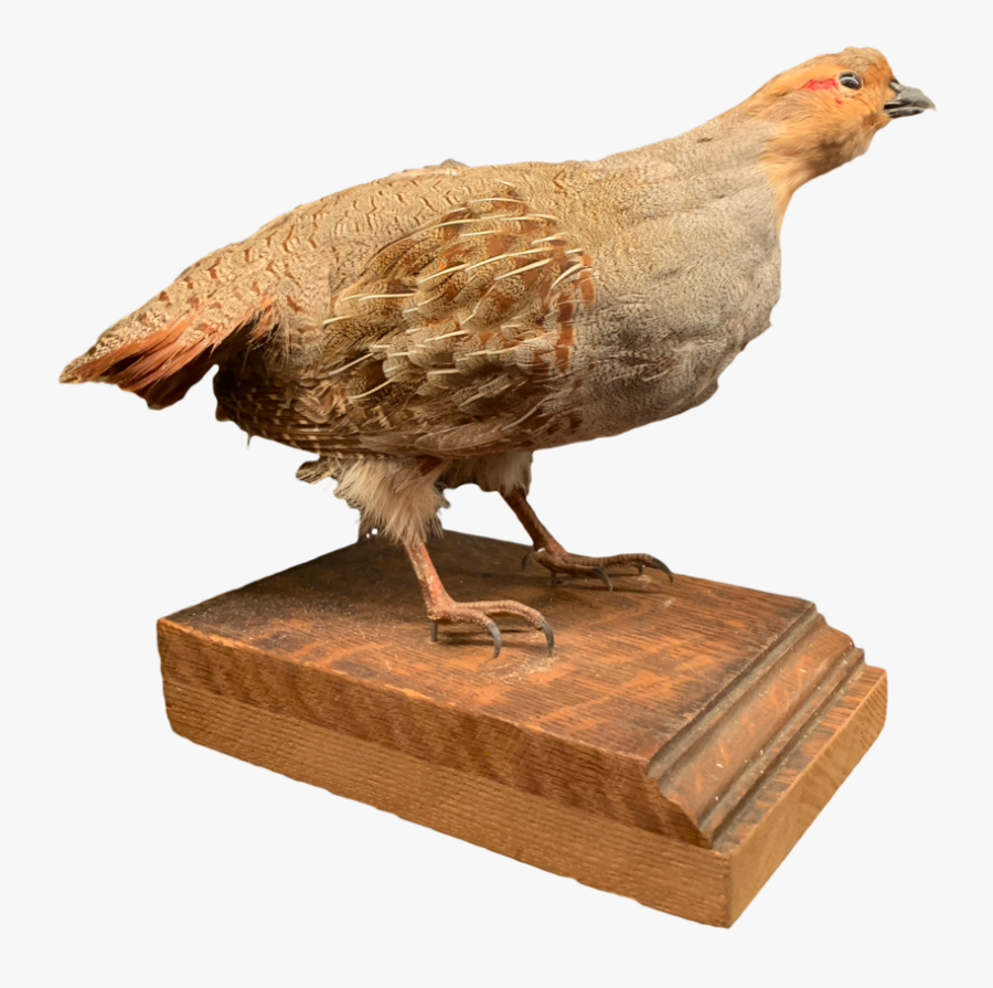 Quail Web - Turkey - Partridge, Transparent Clipart