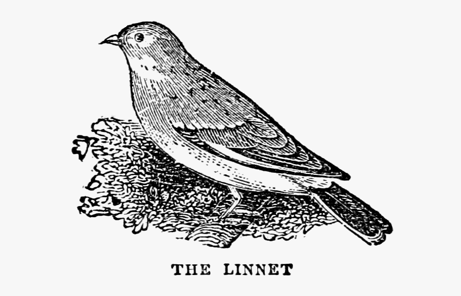 Graphic Transparent Download Free Vintage Birds Clip - Northern Harrier, Transparent Clipart