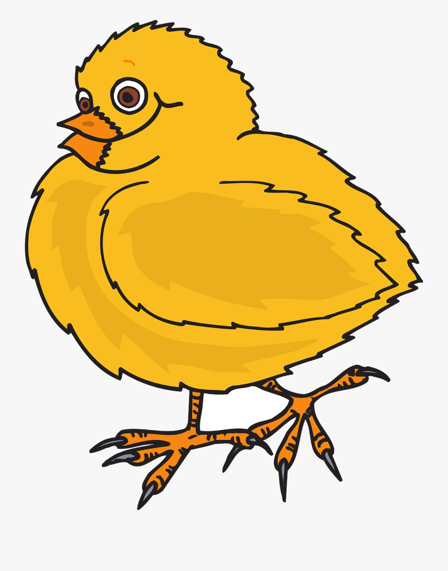Quail Cliparts 14, Buy Clip Art - Chicken Coloring Pages, Transparent Clipart