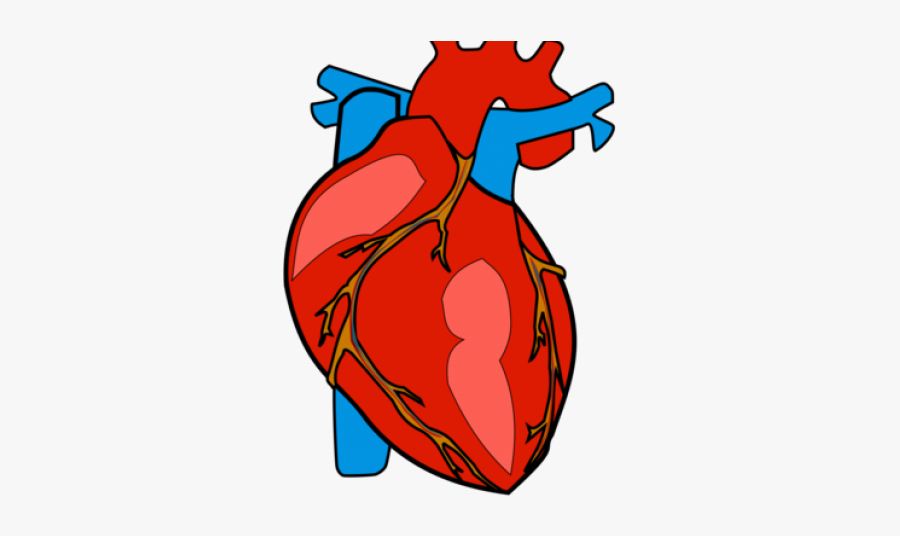 Human Heart Clipart Png, Transparent Clipart