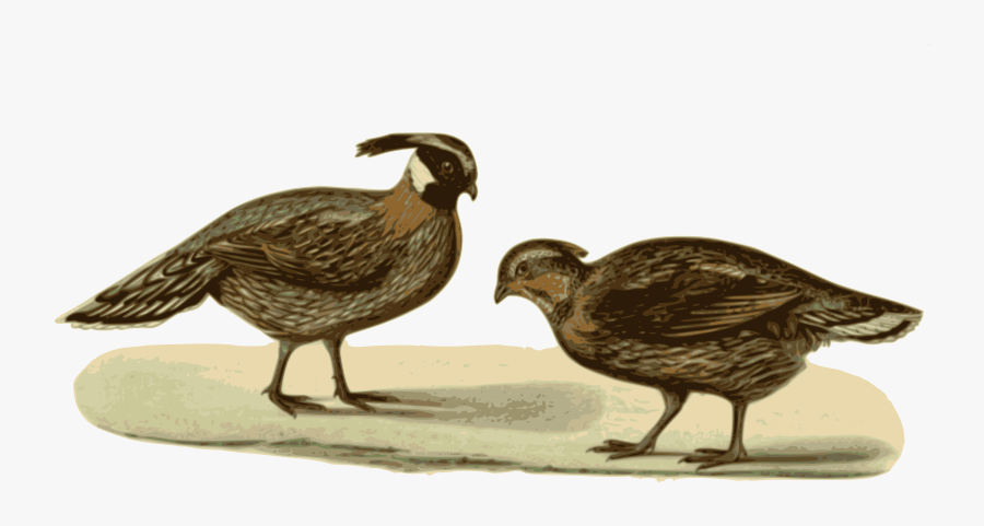 Pucrasia Macrolopha Xanthospila - Koklass Pheasant, Transparent Clipart