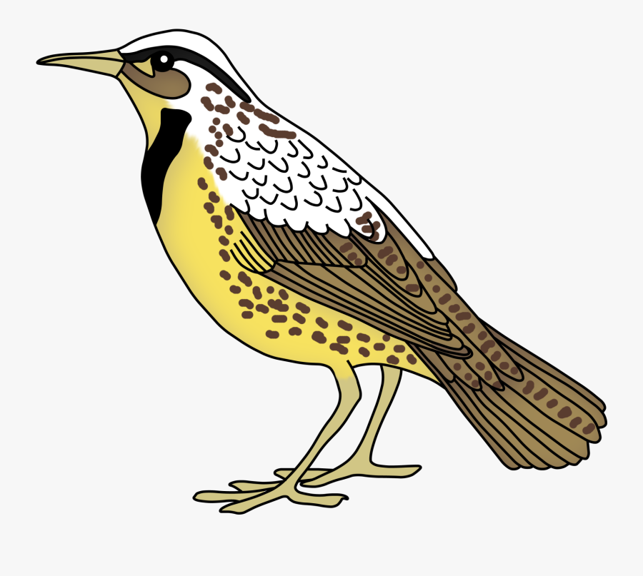 Teacher Treasure Hunter May - Meadowlark Clip Art, Transparent Clipart