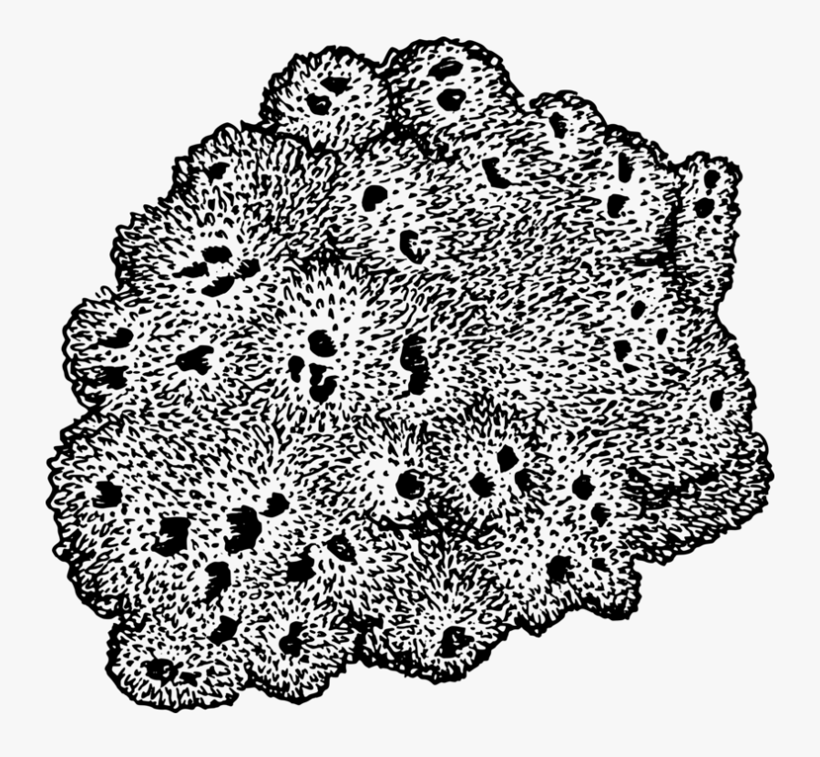Sponge - Sea Sponge Black And White, Transparent Clipart