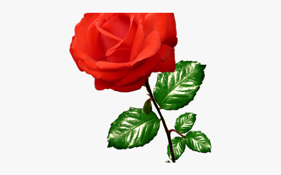 Portable Network Graphics, Transparent Clipart