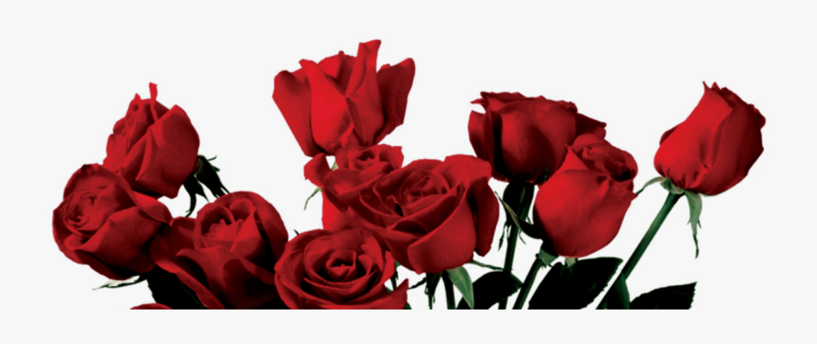 Rose Png, Transparent Clipart