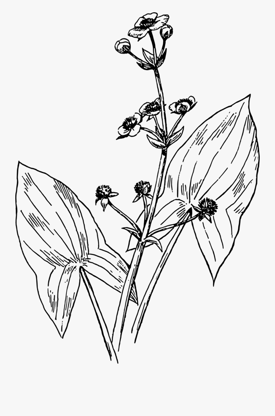 Arrowhead - Arrowhead Aqua Plants Drawing, Transparent Clipart