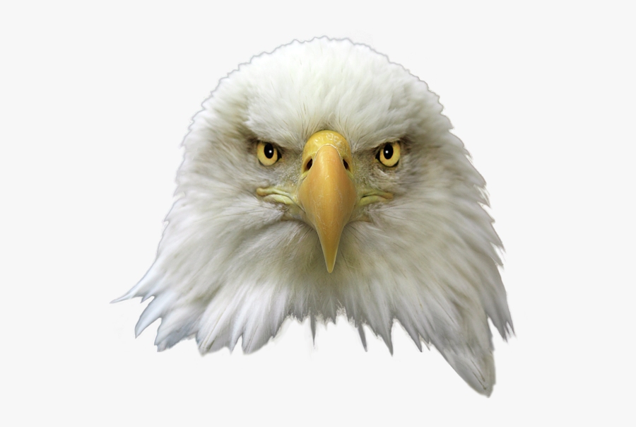 Clip Art Png For Free - Bald Eagle Head Png, Transparent Clipart
