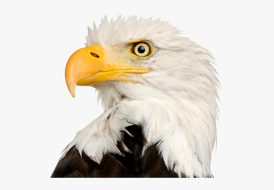 Eagle Head Png - Bald Eagle Head Png, Transparent Clipart