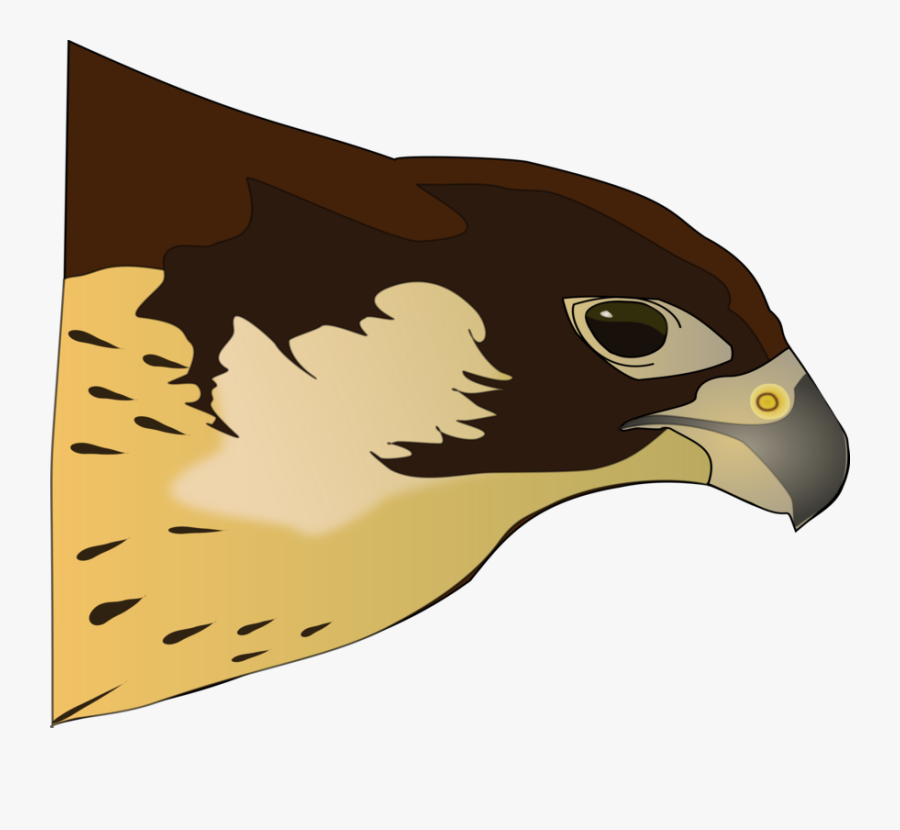Png Clipart Hawk, Transparent Clipart