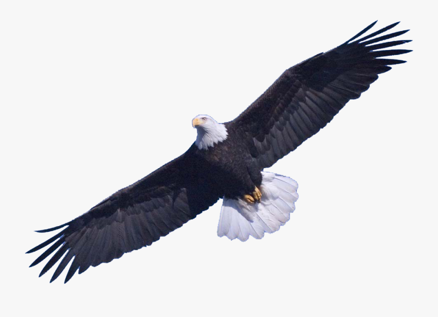 Bald Eagle Png Transparent Images - Bald Eagle Png, Transparent Clipart