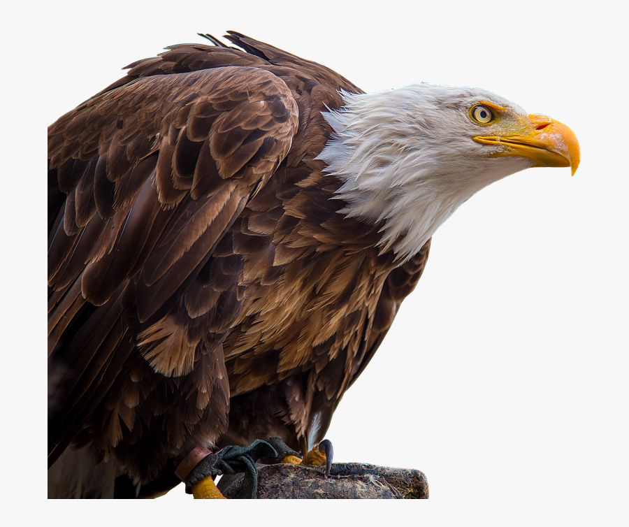 Eagle Png, Transparent Clipart