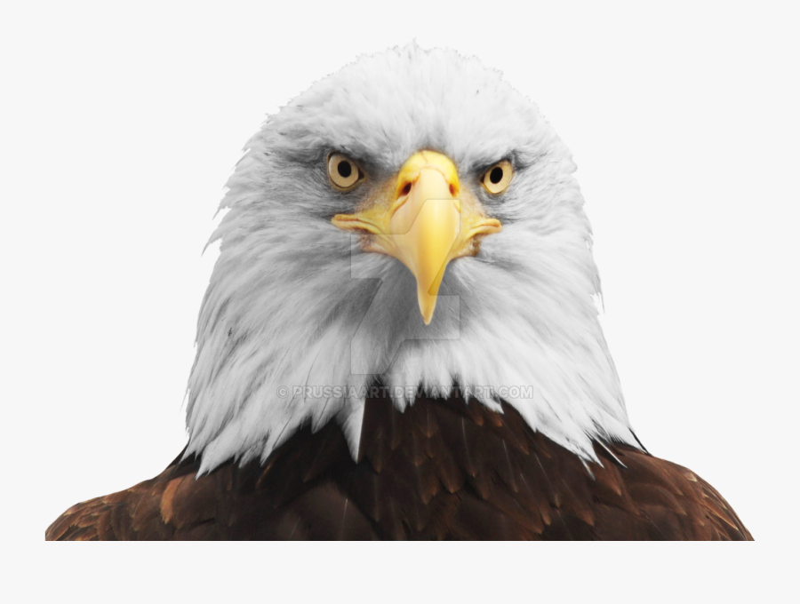 Bald Eagle Head Png, Png Collections At Sccpre - Eagle Head Transparent Background, Transparent Clipart