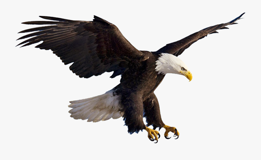 Bald Clip Art Flying - Aguila Png, Transparent Clipart
