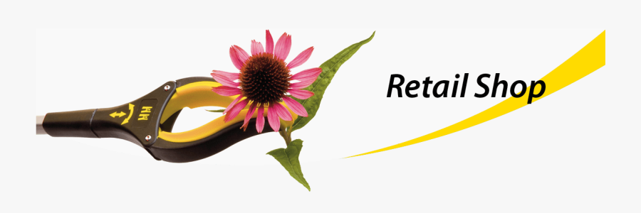 Sunflower , Transparent Cartoons - Sunflower, Transparent Clipart