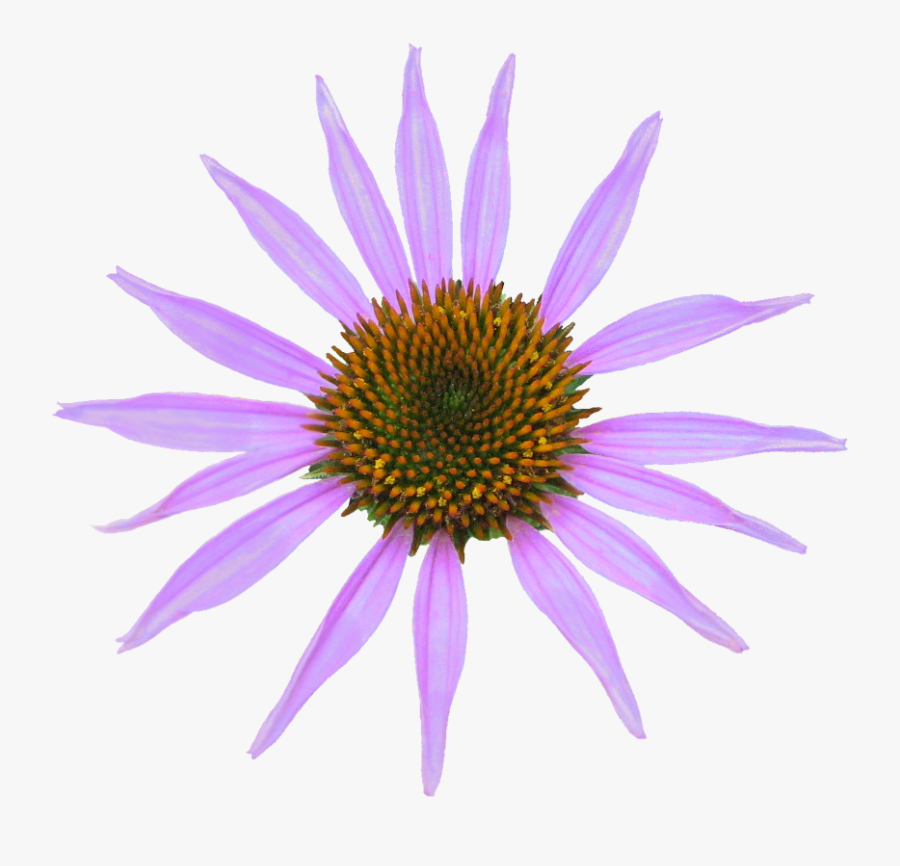 Planta Medicinal De La Equinácea En Dibujo Animado, Transparent Clipart