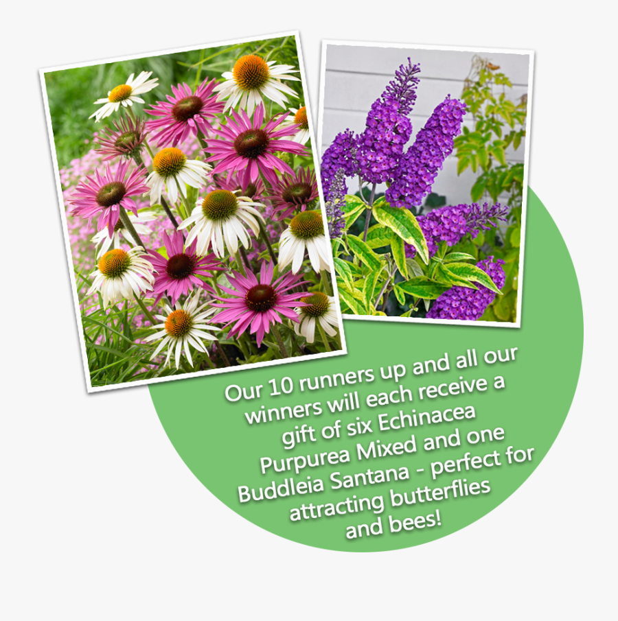 Transparent Purple Coneflower Clipart - African Daisy, Transparent Clipart