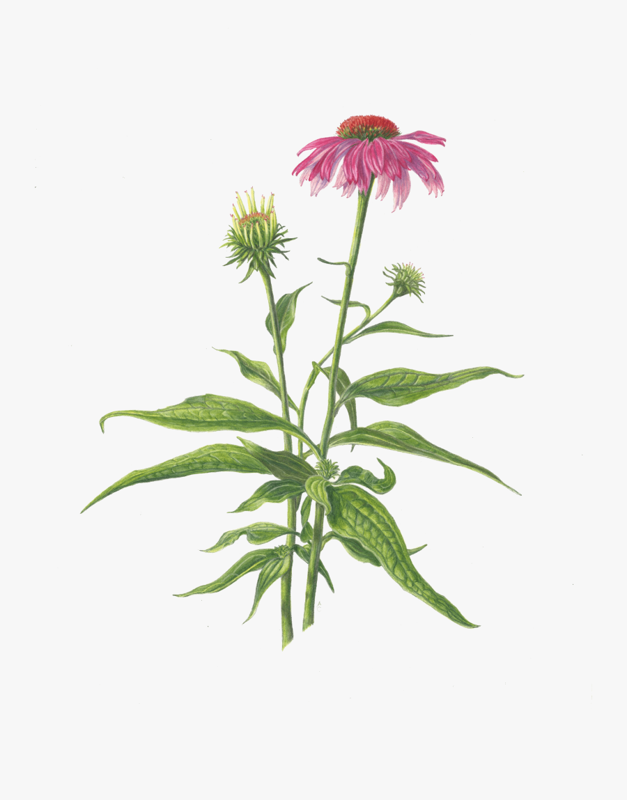 Transparent Colored Pencils Png - Coneflower Png, Transparent Clipart