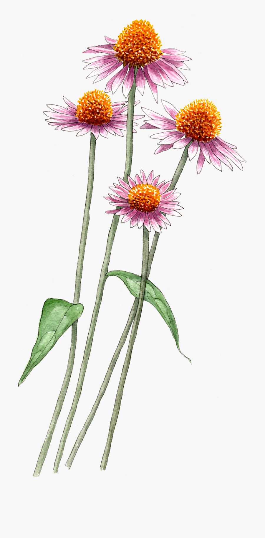 Clip Art Echinacea Nursery Illustration By - Echinacea Transparent Background, Transparent Clipart