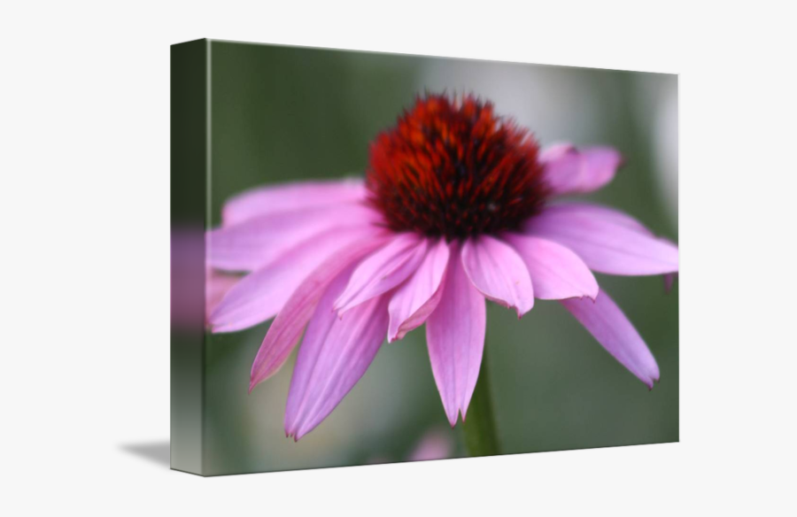 Purple Coneflower, Transparent Clipart