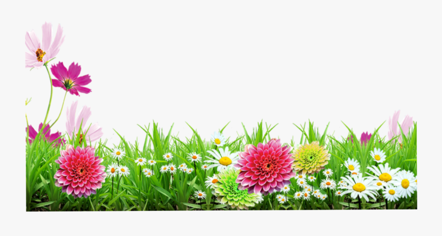 #wiese #g4as #rasen #blumen #flower - Background Hd Flower Images Png, Transparent Clipart