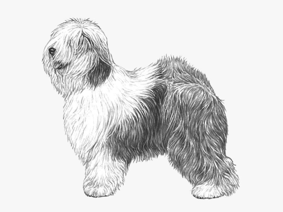 Old English Sheepdog Fci16 - Bobtail Disegno, Transparent Clipart