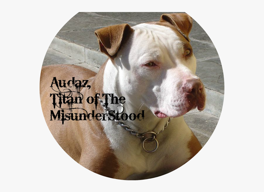Transparent Pit Bull Clipart - Pit Bull, Transparent Clipart