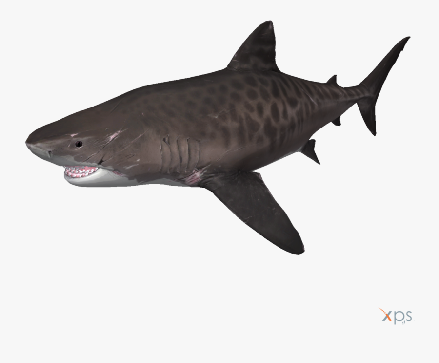 Tiger Shark Depth Megalodon - Tiger Shark Megalodon Bull Shark, Transparent Clipart