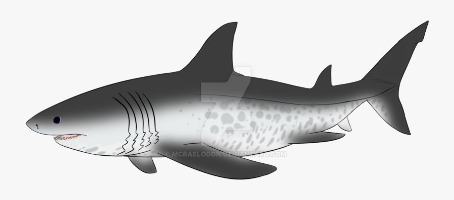 Tiger Shark Megalodon Drawing Image - Walking With Beasts Remake, Transparent Clipart