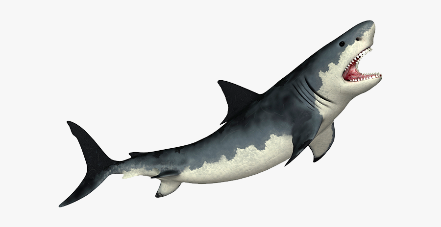 Megalodon Transparent Png, Transparent Clipart