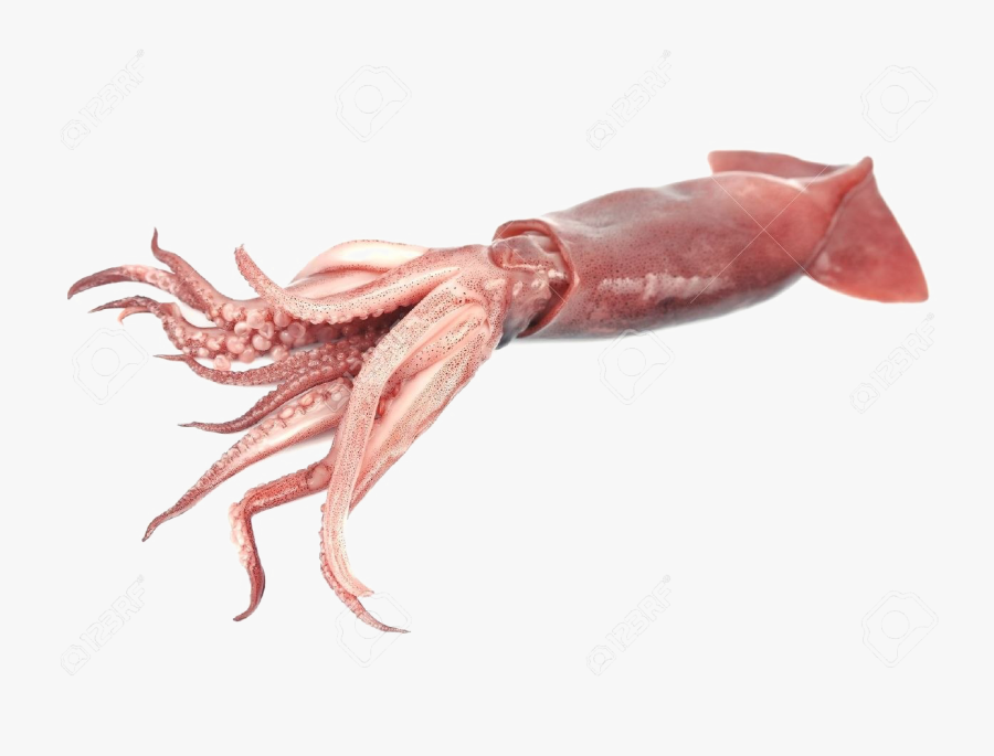 Giant Squid Transparent Png - Giant Squid Transparent Background, Transparent Clipart