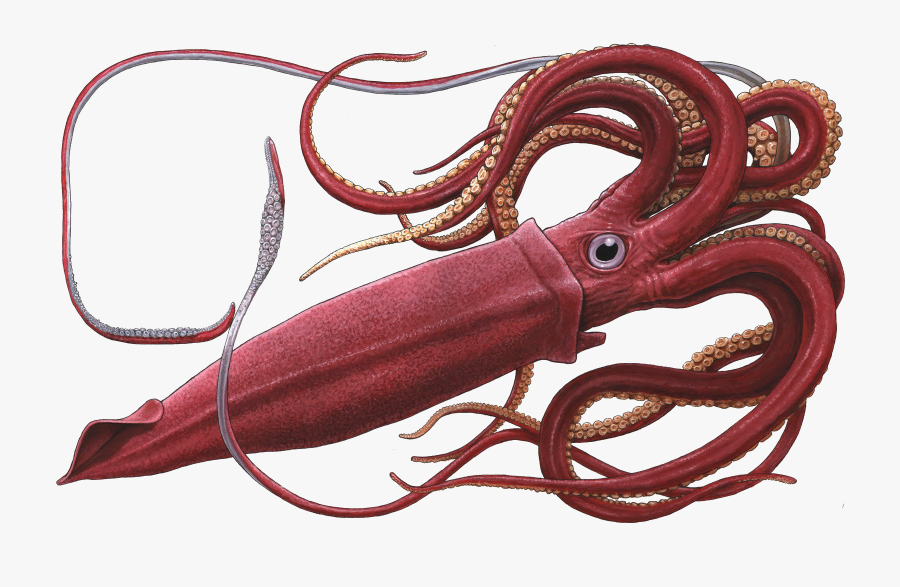 Real Squid Transparent Free Png - Giant Squid Png, Transparent Clipart