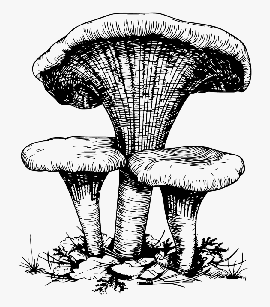 “for Any Reluctant Vegan Who Worries That Nothing Will - Mushroom Drawing Png, Transparent Clipart