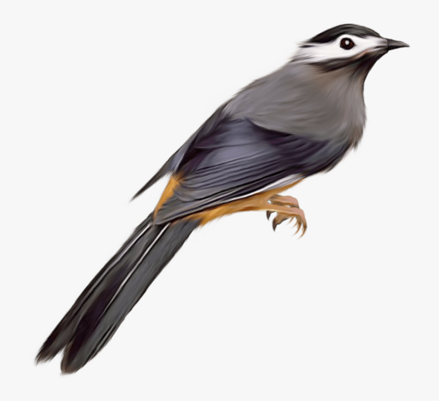 Parrot Clip Art Transparent - Transparent Background Transparent Bird, Transparent Clipart