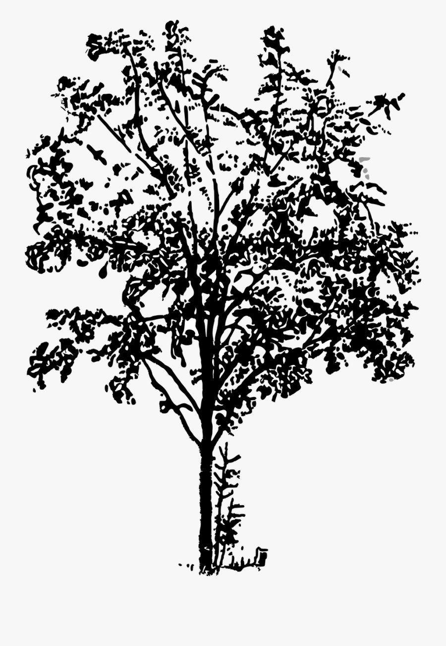 Black Forest Landscape Free Photo - ต้นไม้ สี ดำ Png, Transparent Clipart