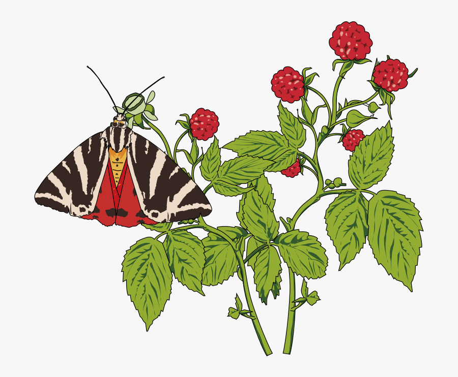 Papillon Ecaille Chinee Sur Framboisier - Butterfly, Transparent Clipart