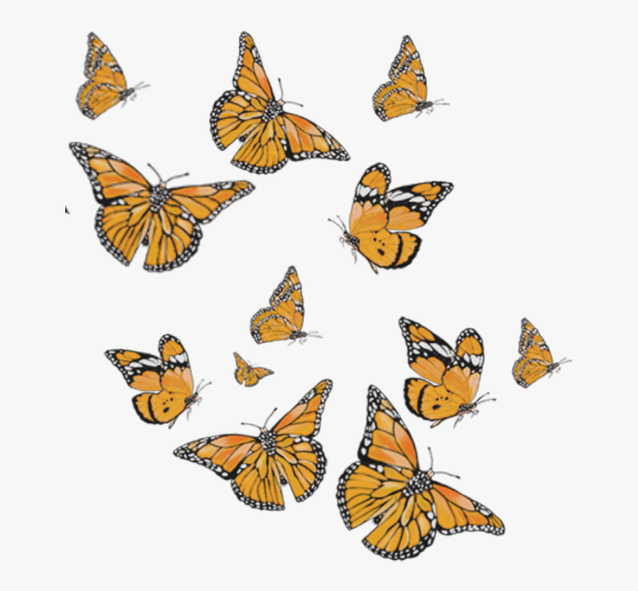 Papillons Butterfly Orange Papillon Orange Orangebutterfly Butterfly Png For Editing Free Transparent Clipart Clipartkey