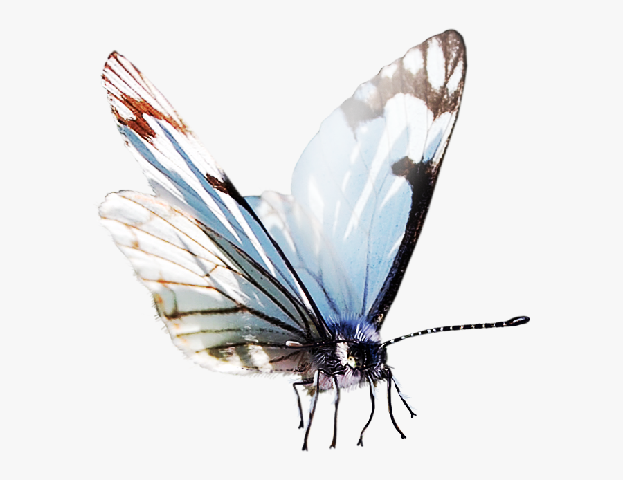 Insects Clipart Watercolor - Png Butterfly Papillon Png, Transparent Clipart