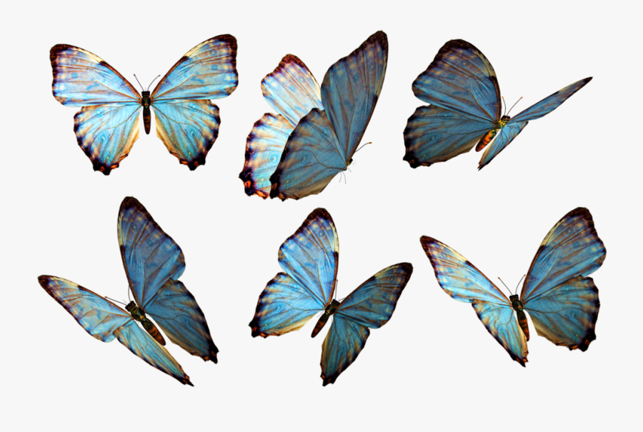 Transparent Flying Butterflies Clipart - Butterflies Png, Transparent Clipart
