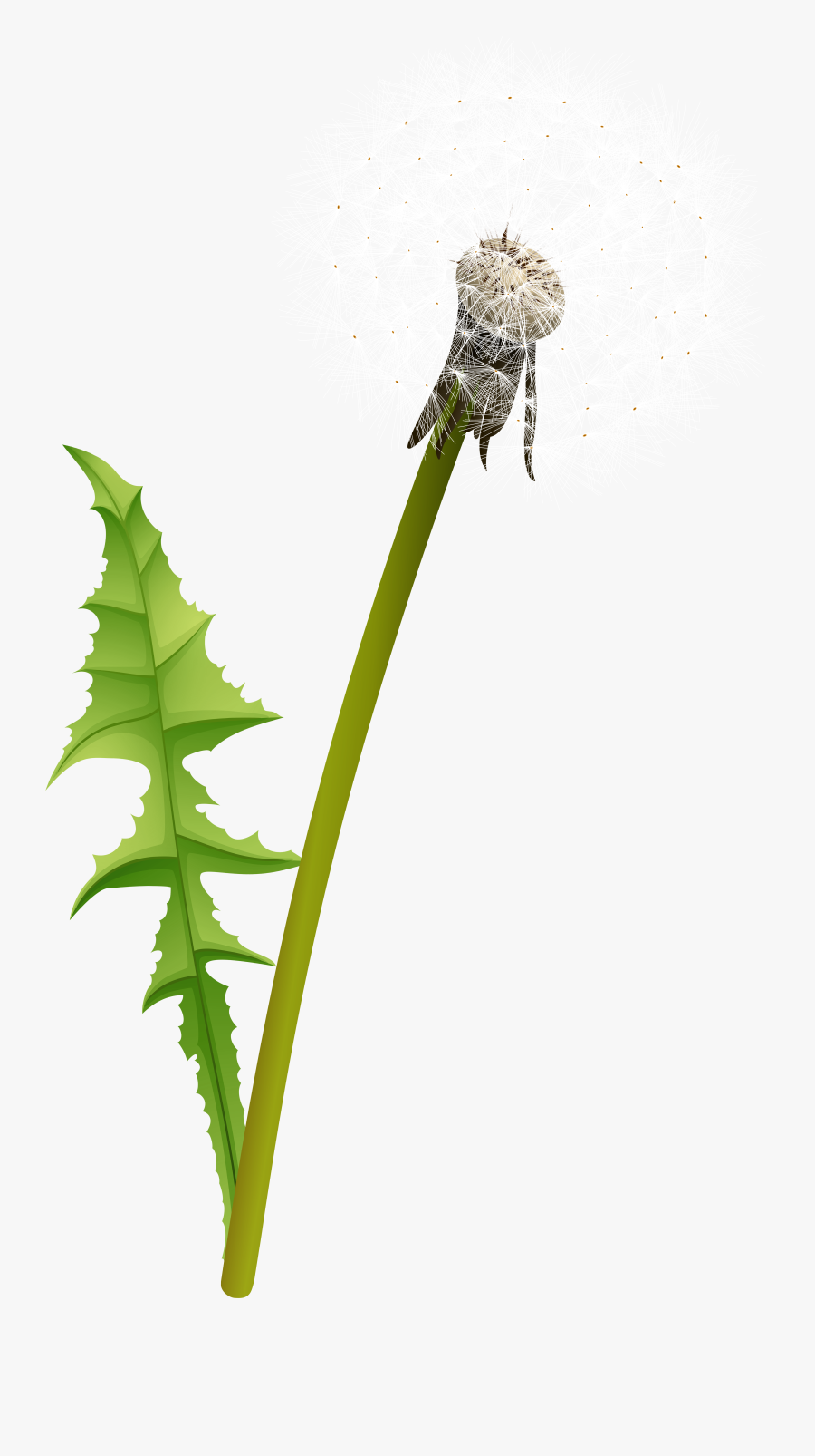 White Dandelion Transparent Image, Transparent Clipart