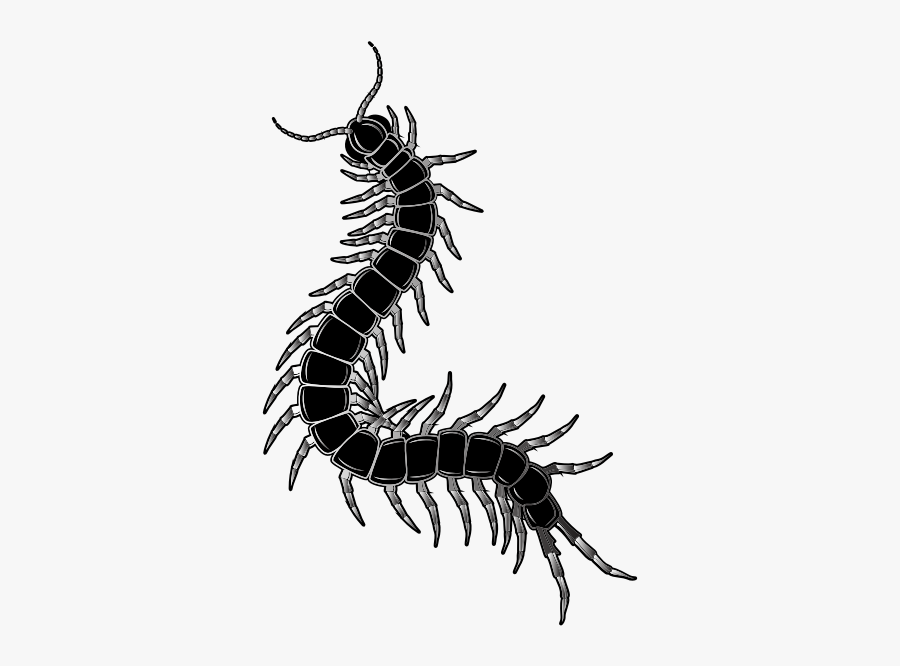 Caterpillar Silhouette Clip Art - Millipedes, Transparent Clipart