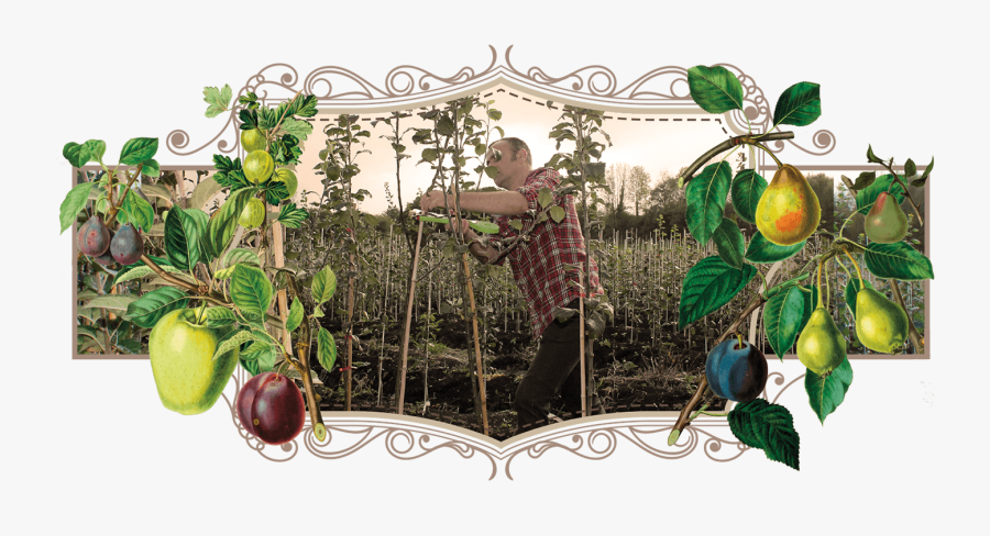 Art - Citron, Transparent Clipart