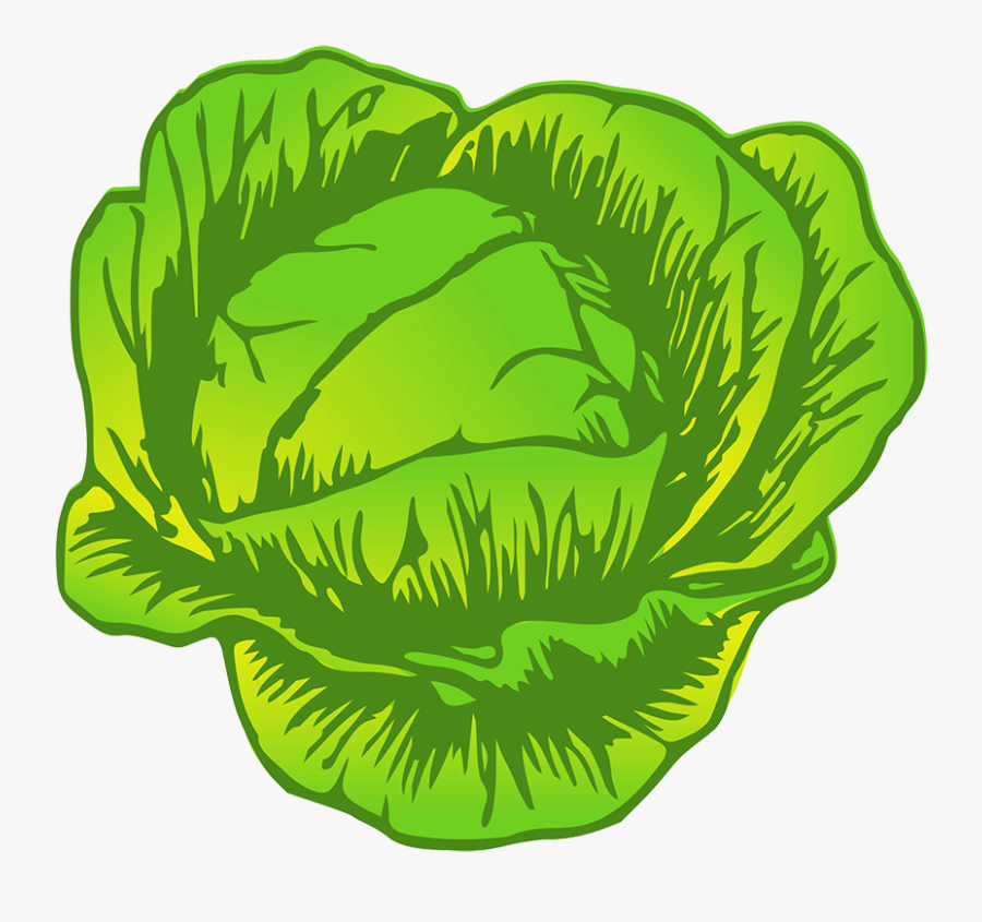 Cabbage Drawing - Cabbage Clipart, Transparent Clipart