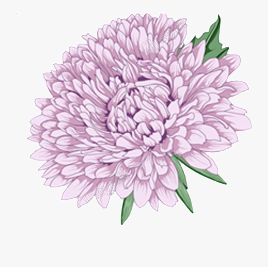 Chrysanthemum Purple Flower Png, Transparent Clipart