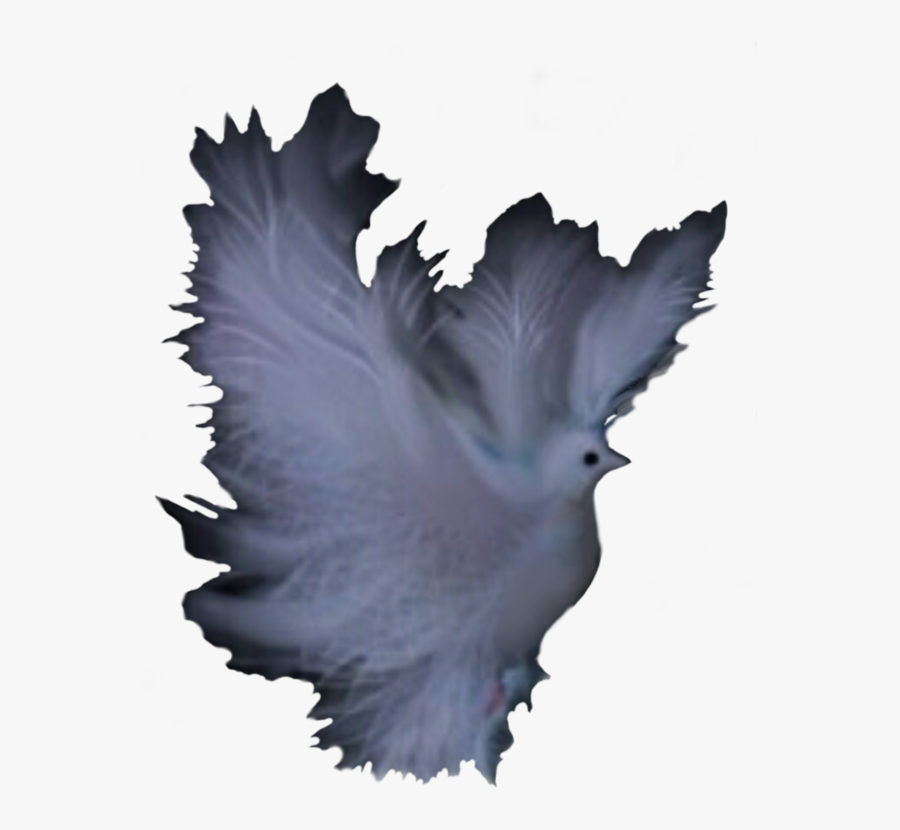 Tree,feather,leaf - Pigeons And Doves, Transparent Clipart