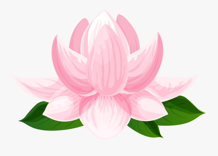 Lotus Flower Transparent Image - Sacred Lotus, Transparent Clipart