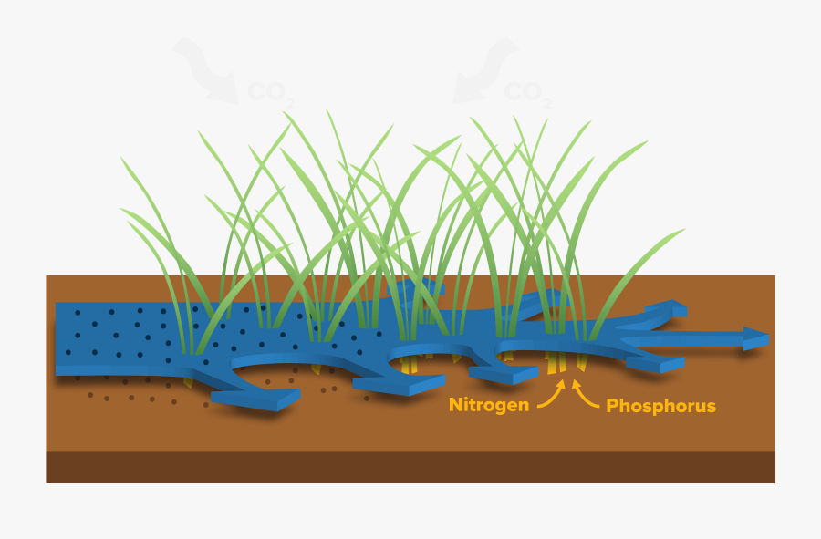 Wetland Plants Png - Wetlands Filter Water, Transparent Clipart