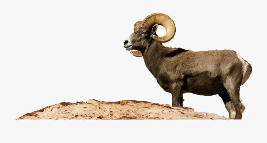 Clip Art Rocky Mountain Ram - Desert Bighorn Sheep Png, Transparent Clipart
