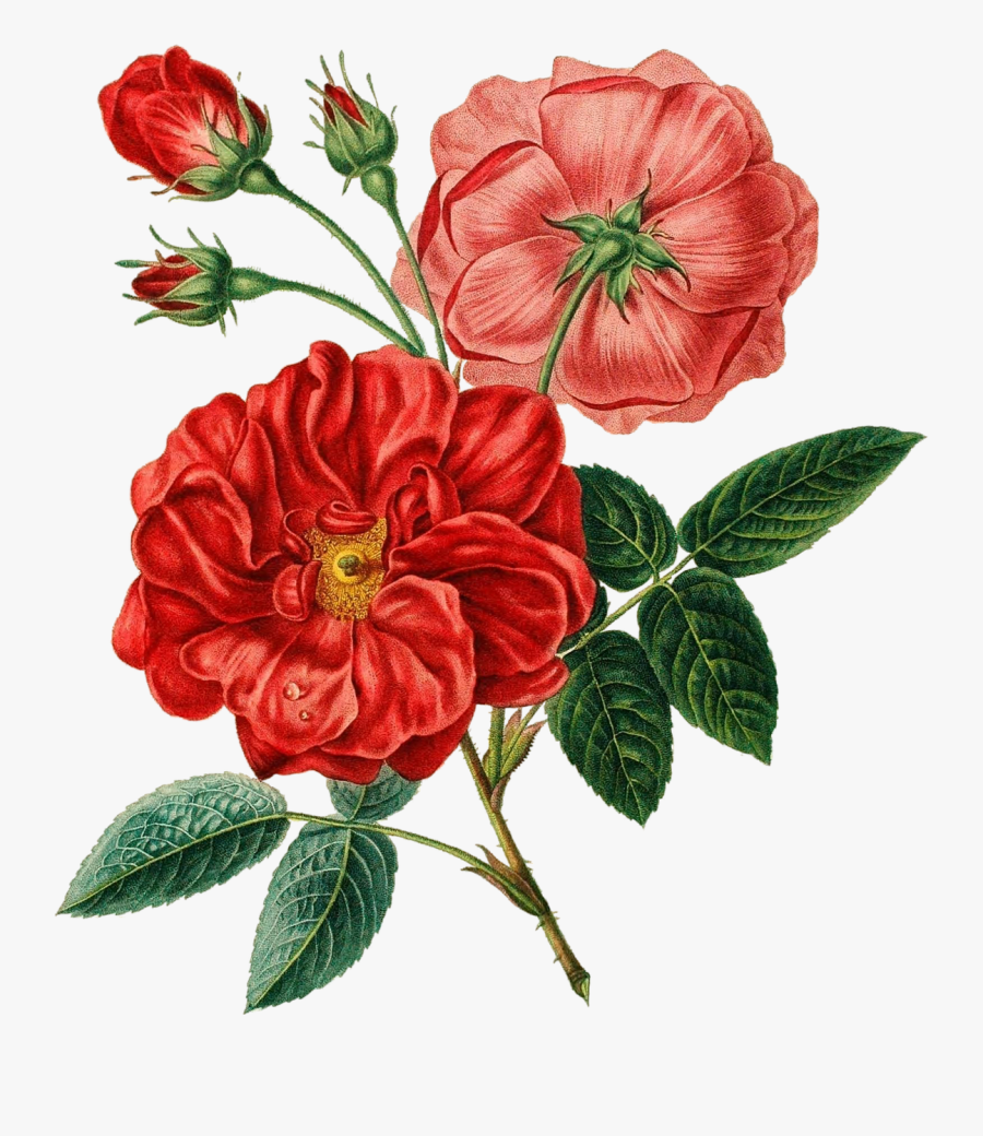 Transparent Rosa Clipart - Vintage Flower Illustration Png, Transparent Clipart