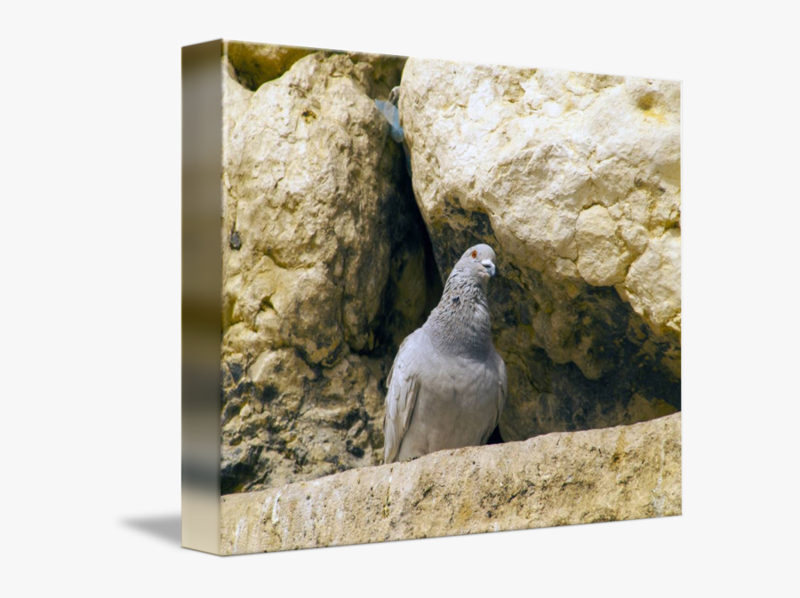 Clip Art Kotel Pictures - Parrot, Transparent Clipart